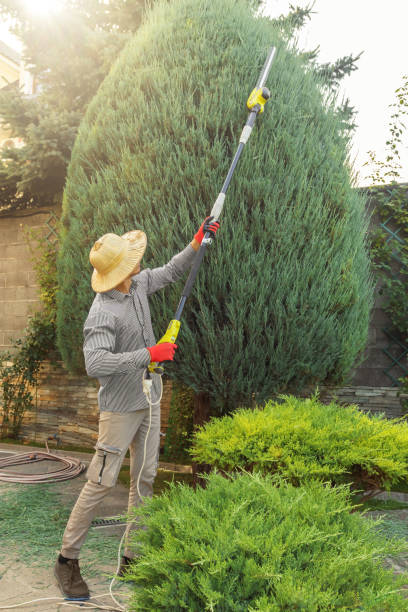 Lawn Watering Services in Jupiter, FL